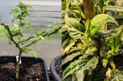 Capsicum annuum i Strawberry Croissant