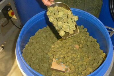 Reportage au salon du CBD à Lyon