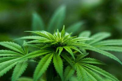 Cannabis plant