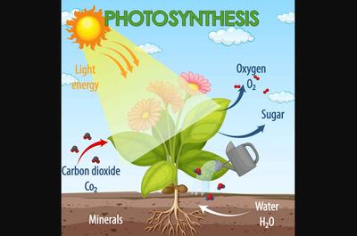 Photosynthesis explained in one image