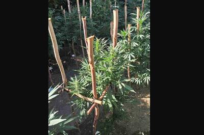 Outdoor Cannabis Growing in SA: Flower Season Guide