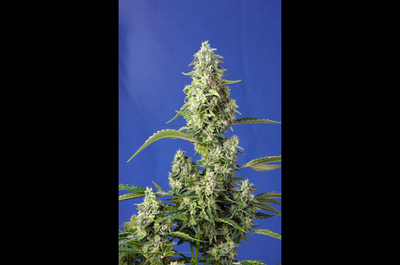 USA “Super strong”, XL samonakvétací, bohaté na CBD
