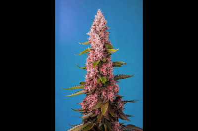 USA “Super strong”, XL samonakvétací, bohaté na CBD
