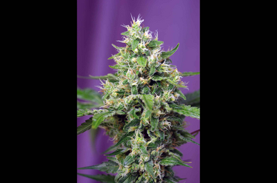 USA “Super strong”, XL samonakvétací, bohaté na CBD
