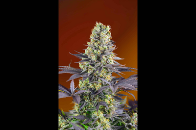 USA “Super strong”, XL samonakvétací, bohaté na CBD