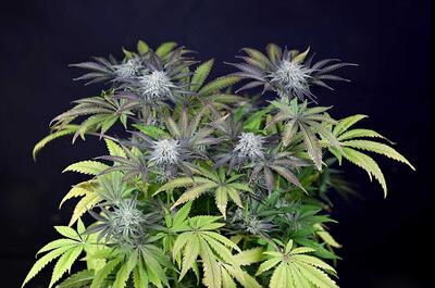 La historia del cannabis Peyote