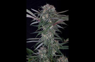 Las genéticas americanas de Buddha Seeds para arrancar la temporada
