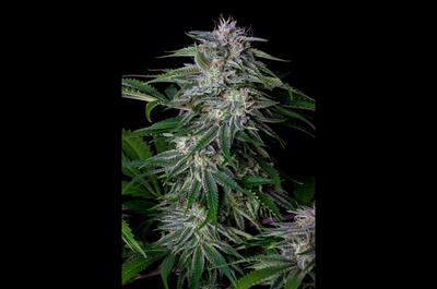 Las genéticas americanas de Buddha Seeds para arrancar la temporada