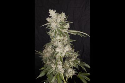 Las genéticas americanas de Buddha Seeds para arrancar la temporada