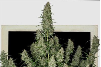 8 variedades para cultivar en exterior