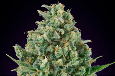 8 variedades para cultivar en exterior