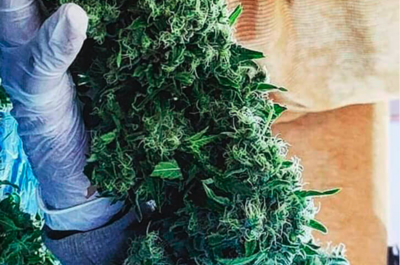 8 variedades para cultivar en exterior