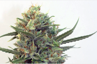 8 variedades para cultivar en exterior