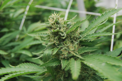 8 variedades para cultivar en exterior