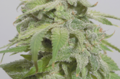 Gelato #33