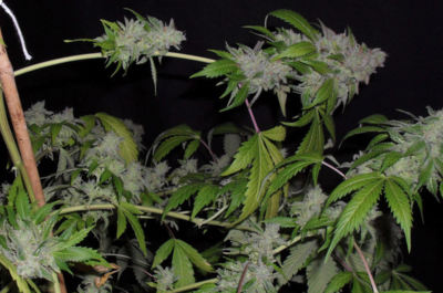 Gorilla Blue