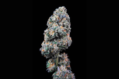 Wie man Banana Jealousy von Seedsman anbaut