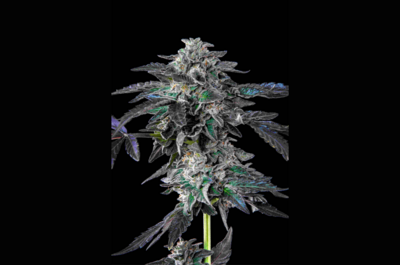 Wie man Banana Jealousy von Seedsman anbaut