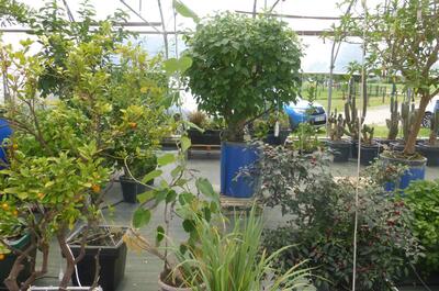 Visite des serres de Terra Aquatica