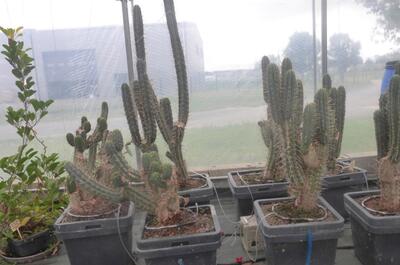 Visite des serres de Terra Aquatica