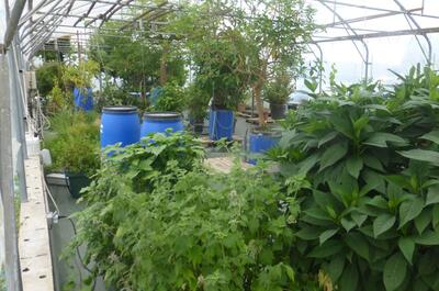 Visite des serres de Terra Aquatica