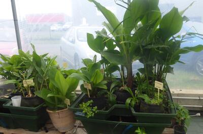 Visite des serres de Terra Aquatica