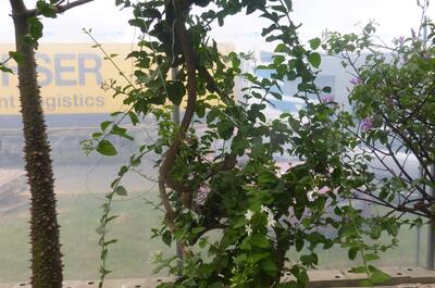 Visite des serres de Terra Aquatica