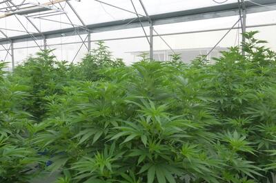 Visite des serres de Terra Aquatica