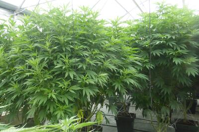 Visite des serres de Terra Aquatica