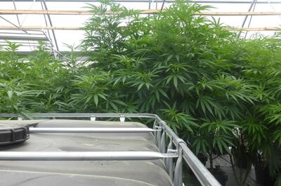 Visite des serres de Terra Aquatica