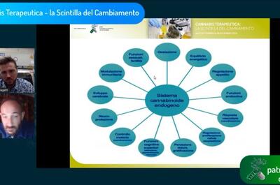 Il sistema endocannabinoide