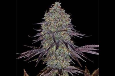 Sour Diesel : un classique indémodable