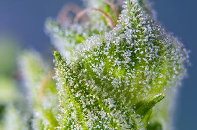 Sweet Amnesia Haze XL Auto®