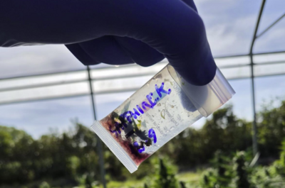 Test, Cannabis, controlli, legale