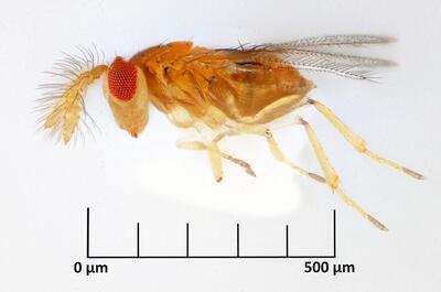 Trichogramma, modèle d’une stratégie naturelle de biocontrôle