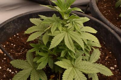 White Widow lista para pasar a floración