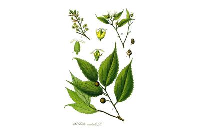 Wiązowiec południowy