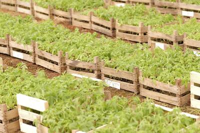 Rue de la Boulette : la récolte 2024 sera-t-elle à la hauteur?