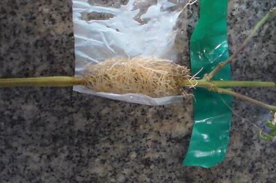 Las raíces desarrolladas del acodo listas para ir al sustrato. 