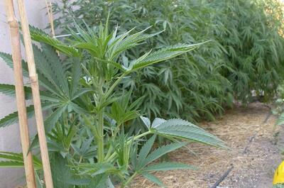 Foto de una planta de Marihuana entutorada y con acolchado de paja