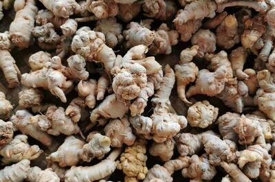 A pile of Panax notoginseng roots. 