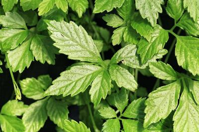 Green leaves of the plant known as Jiao Gu Lan, and sometimes called Sweet tea vine