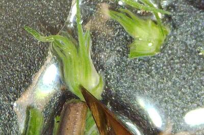 Aislamiento de meristemos con pinzas para cultivo de marihuana in vitro avanzado