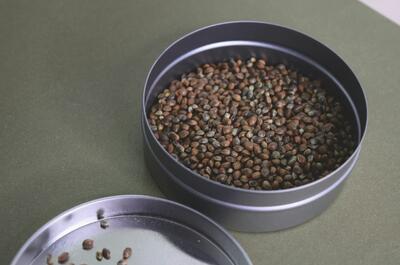 Whole hemp seeds stored in an open tin container.