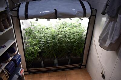 Armario de cultivo de marihuana en crecimiento