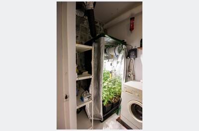 Armario de cultivo de interior abierto con plantas de marihuana en floración