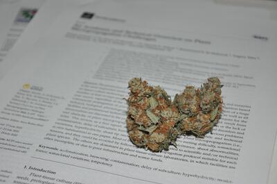 Bibliografia científica sobre cultivo in vitro de marihuana