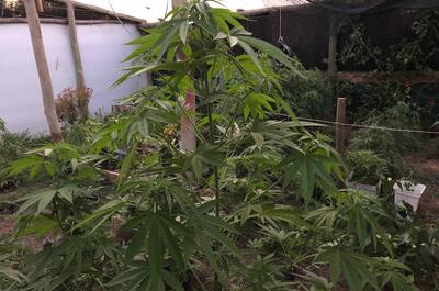 Plena floración del cannabis con ramas atadas. 