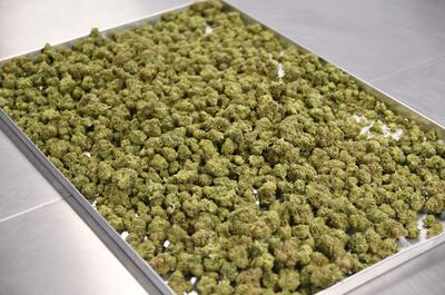 Bandeja con cogollos de marihuana de la variedad Exodus Cheese