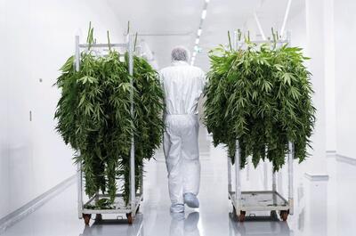 Operario manipulando plantas secas en la sala de procesado de cosecha de Bedrocan